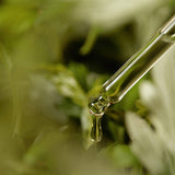 Mugwort Serum